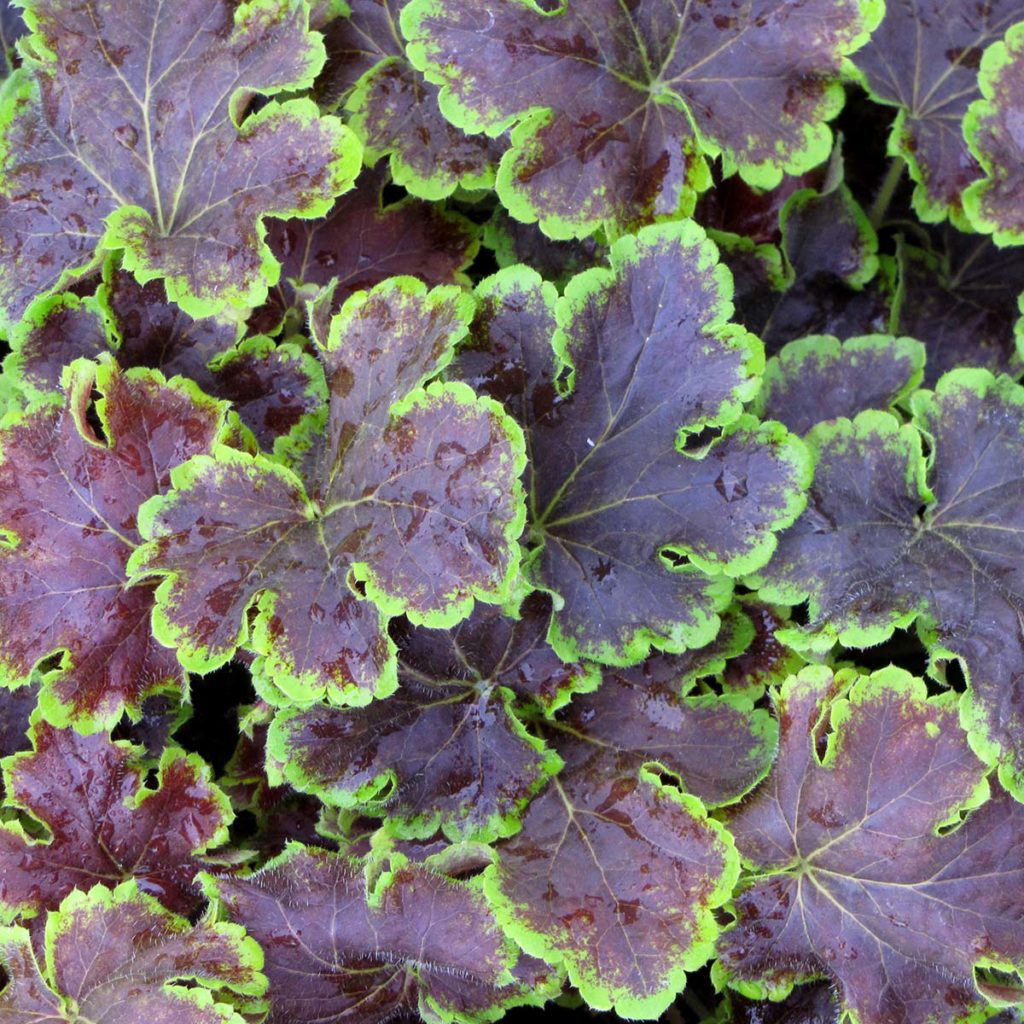 Heucherella ‘Solar Eclipse’ | TERRA NOVA® Nurseries, Inc.