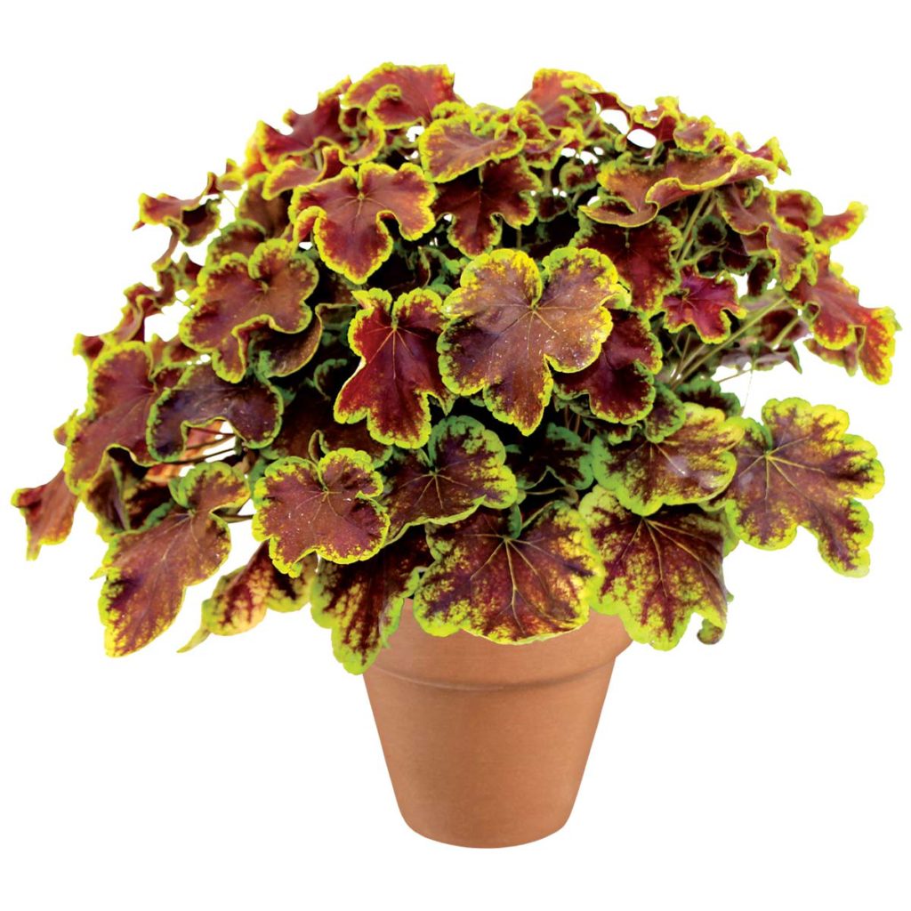 Heucherella ‘Solar Eclipse’ | TERRA NOVA® Nurseries, Inc.