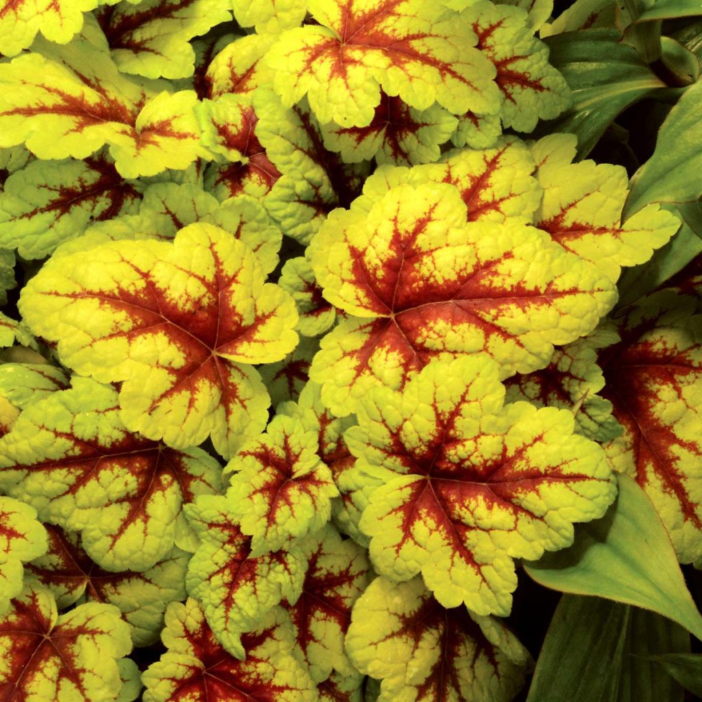 Heucherella ‘Stoplight’ TERRA NOVA® Nurseries, Inc.