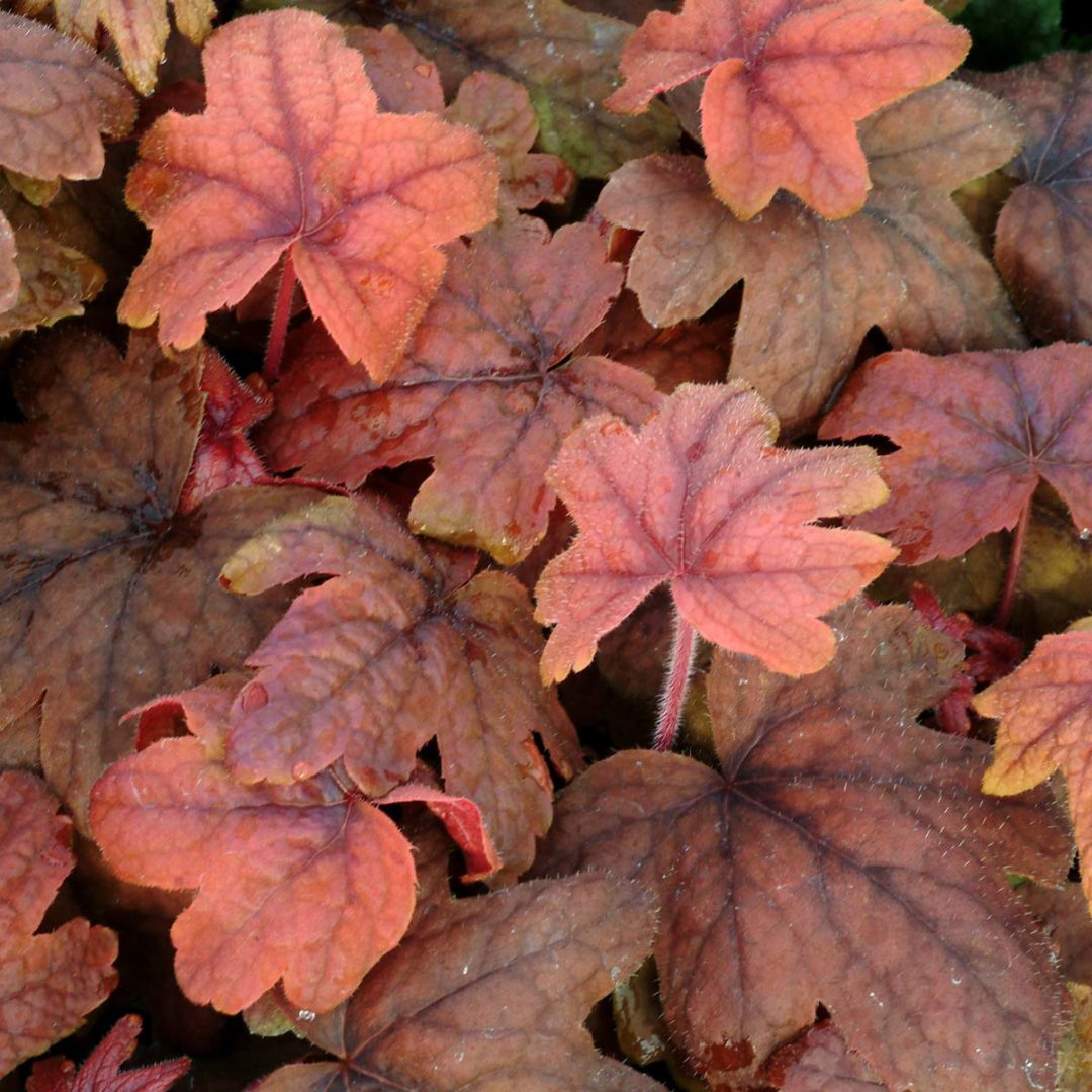 Heucherella ‘Sweet Tea’ | TERRA NOVA® Nurseries, Inc.