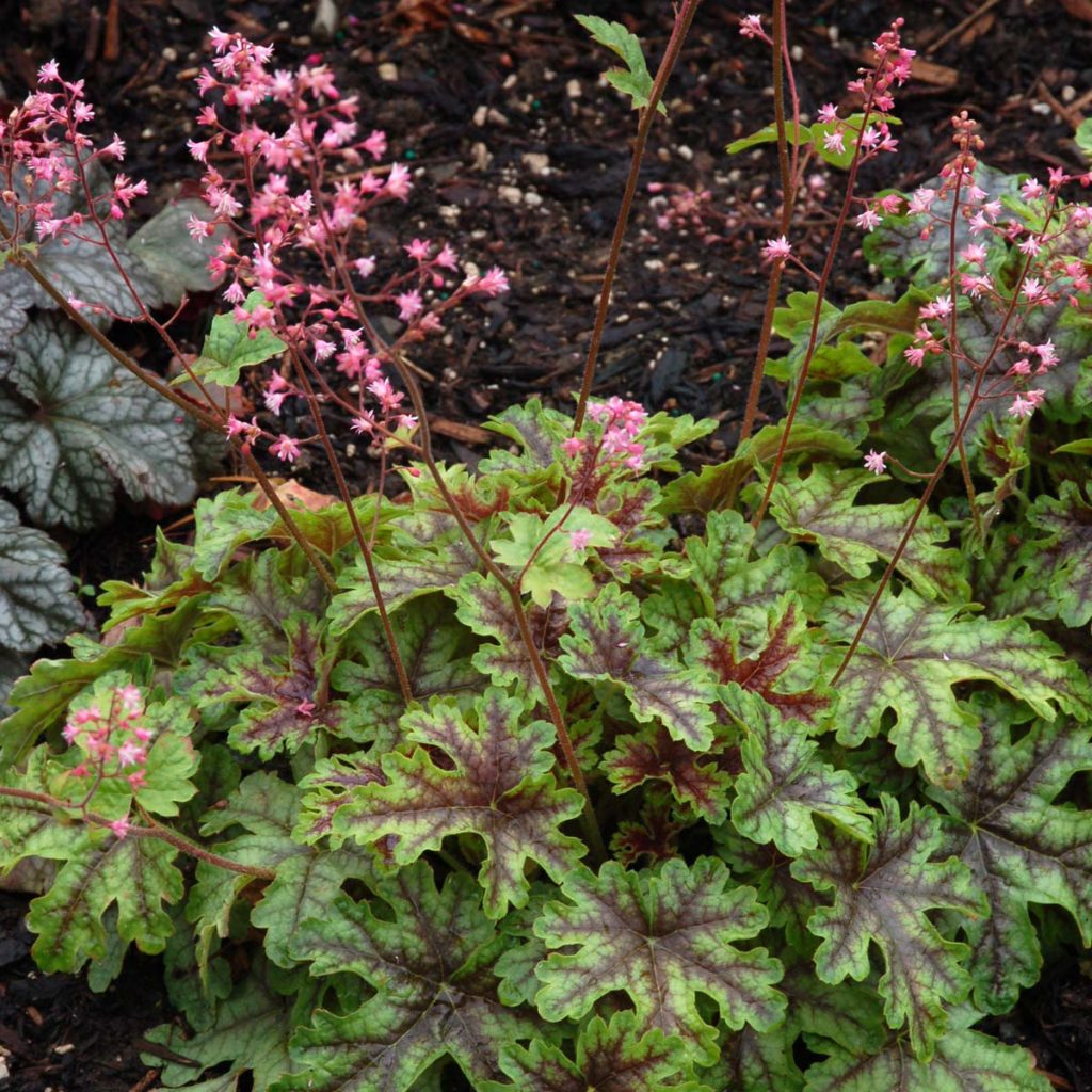 Heucherella ‘Tapestry’ | TERRA NOVA® Nurseries, Inc.