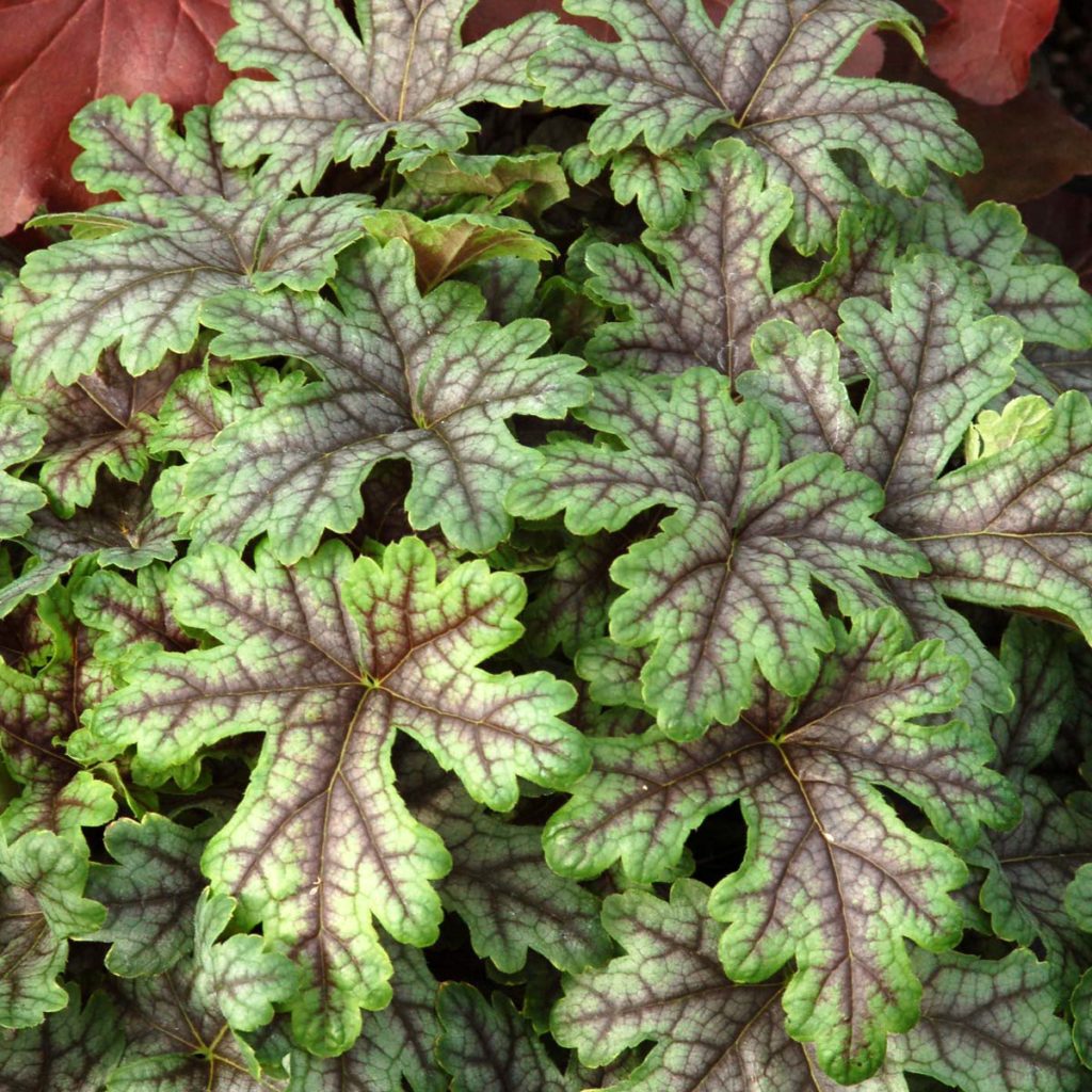 Heucherella ‘Tapestry’ TERRA NOVA® Nurseries, Inc.
