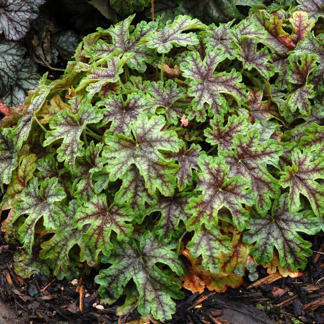 Heucherella ‘Tapestry’ TERRA NOVA® Nurseries, Inc.