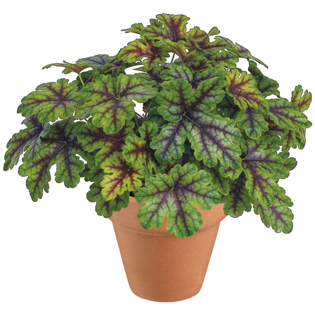 Heucherella ‘Tapestry’ TERRA NOVA® Nurseries, Inc.
