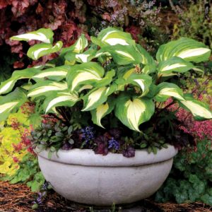 Hosta 'Raspberry Sundae'
