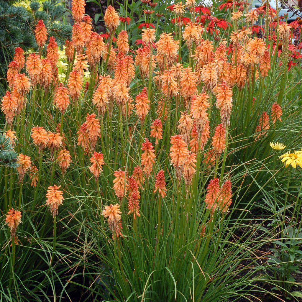 Kniphofia ‘Creamsicle’ | TERRA NOVA® Nurseries, Inc.