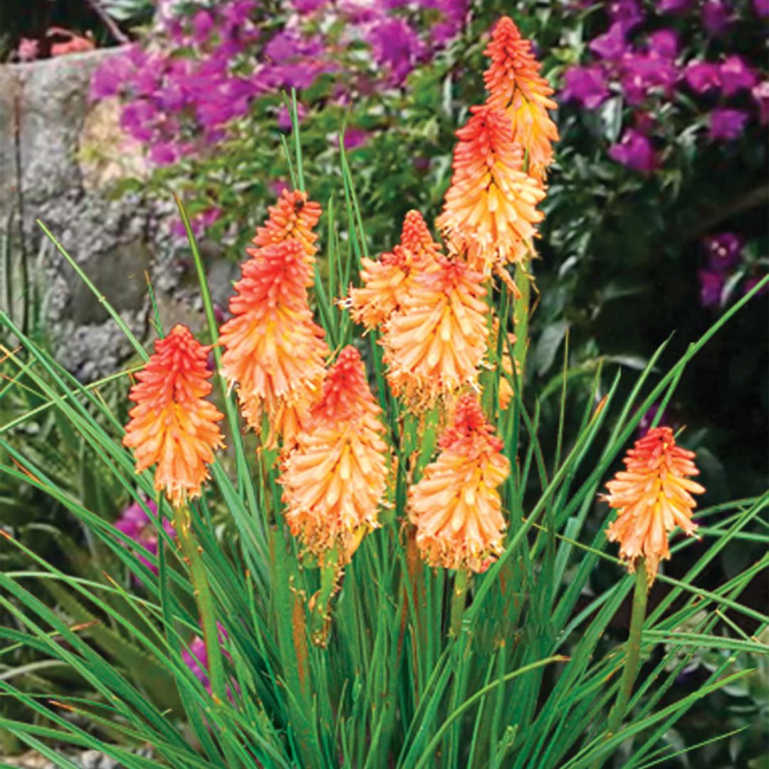 Kniphofia ‘Creamsicle’ | TERRA NOVA® Nurseries, Inc.