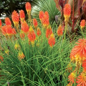 Kniphofia ‘Ember Glow’ | TERRA NOVA® Nurseries, Inc.