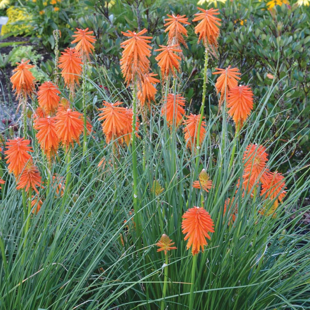 Kniphofia ‘Ember Glow’ | TERRA NOVA® Nurseries, Inc.