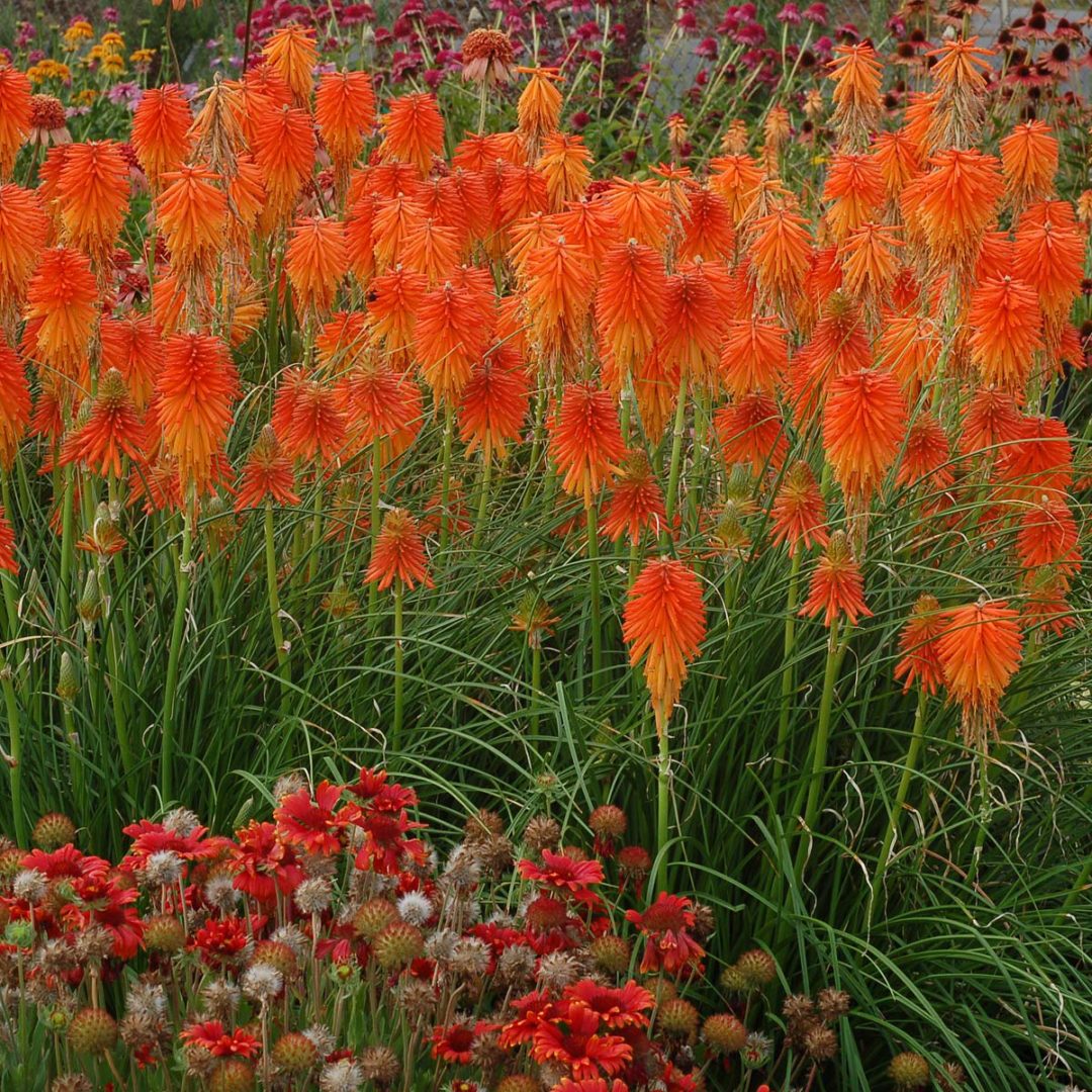 Kniphofia ‘Fire Glow’ | TERRA NOVA® Nurseries, Inc.