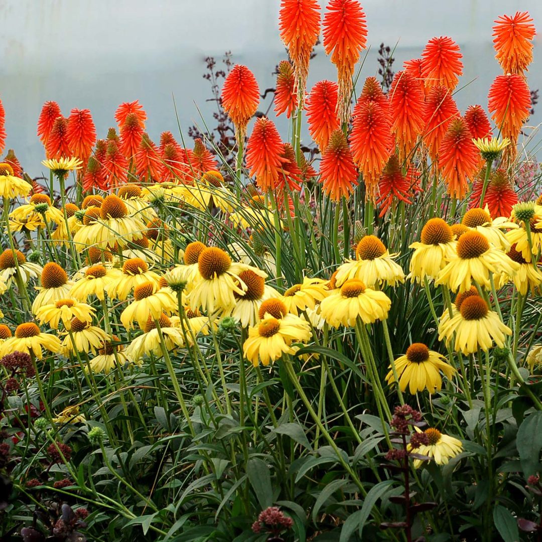 Kniphofia ‘Fire Glow’ | TERRA NOVA® Nurseries, Inc.