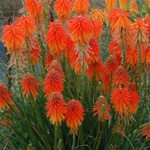 Kniphofia ‘Fire Glow’ | TERRA NOVA® Nurseries, Inc.