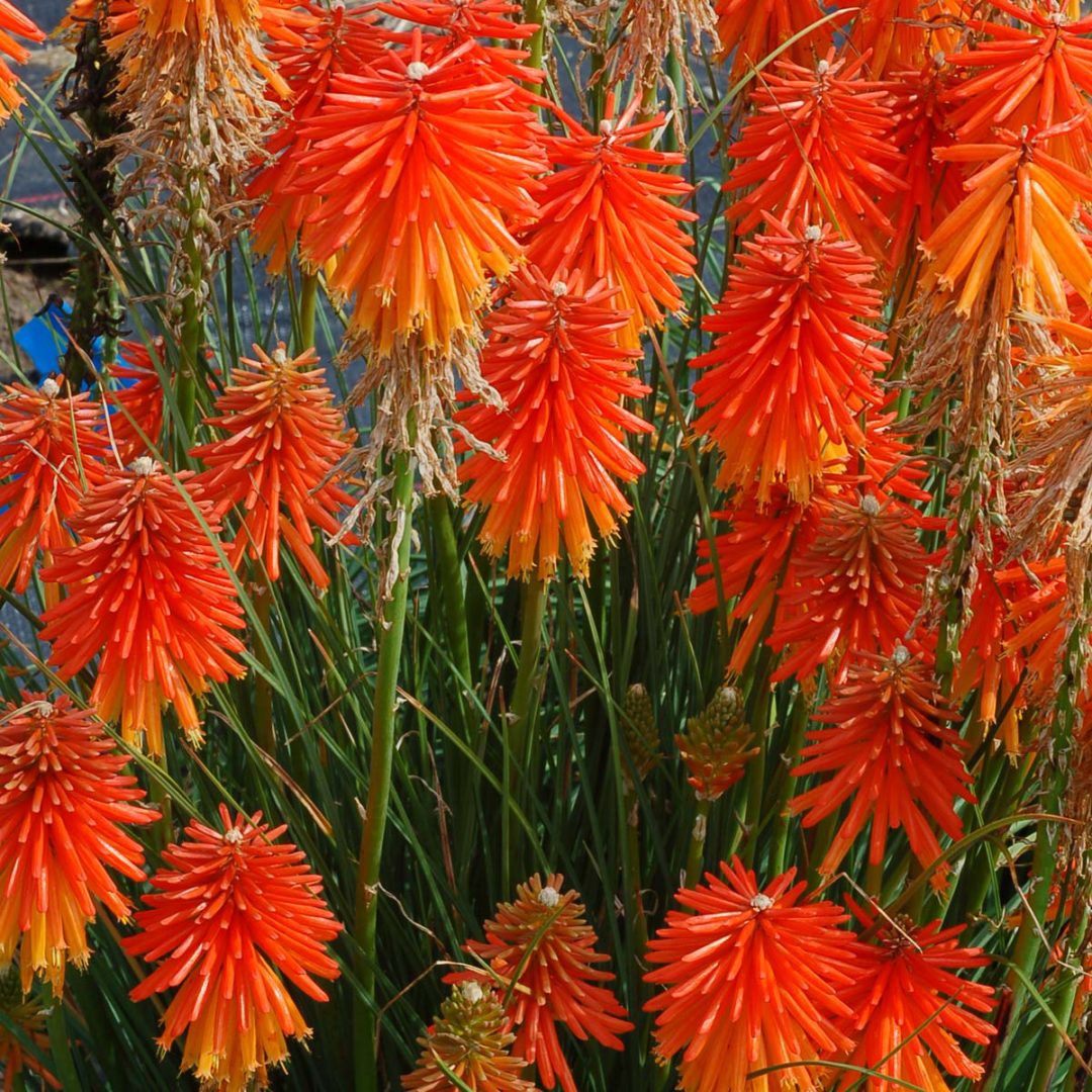 Kniphofia ‘Fire Glow’ | TERRA NOVA® Nurseries, Inc.