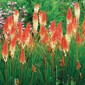 Kniphofia ‘Orange Vanilla Popsicle’ | TERRA NOVA® Nurseries, Inc.