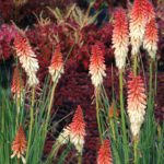 Kniphofia ‘Orange Vanilla Popsicle’ | TERRA NOVA® Nurseries, Inc.