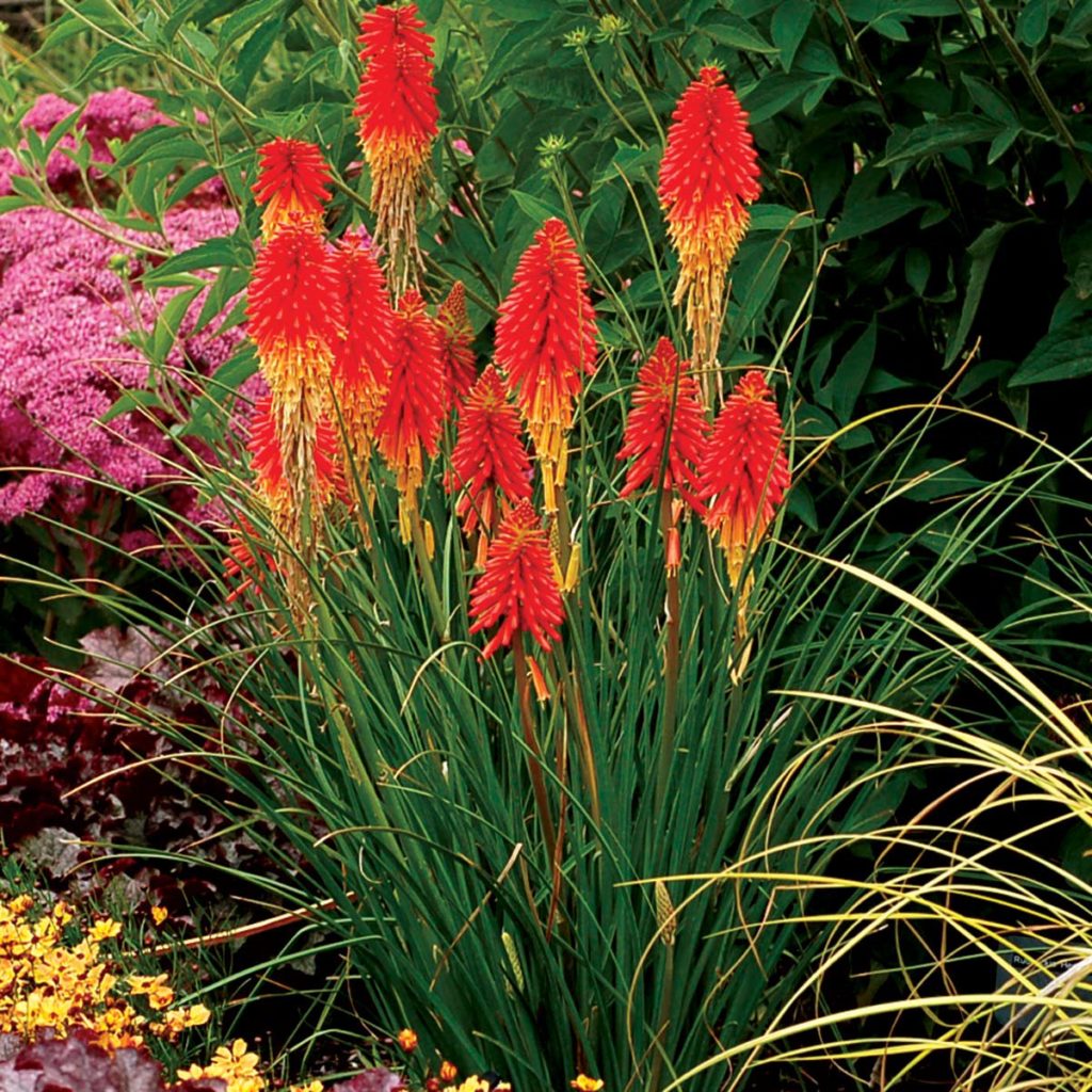 Kniphofia ‘papaya Popsicle’ 