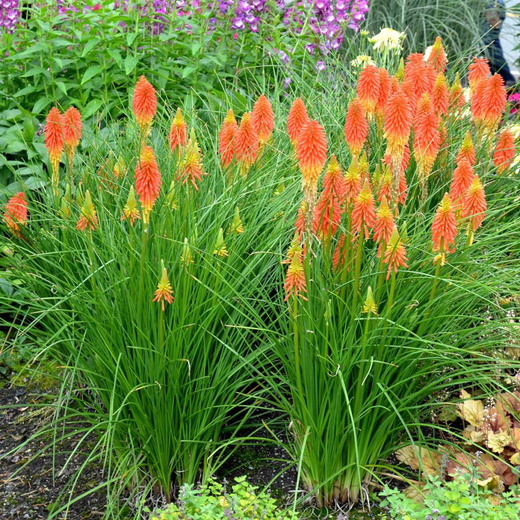 Kniphofia ‘Papaya Popsicle’ | TERRA NOVA® Nurseries, Inc.