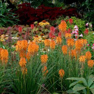 Kniphofia POCO™ 'Orange'