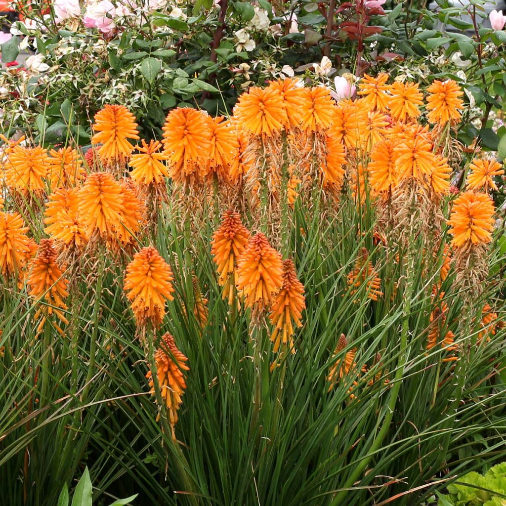 Kniphofia POCO™ ‘Orange’ | TERRA NOVA® Nurseries, Inc.