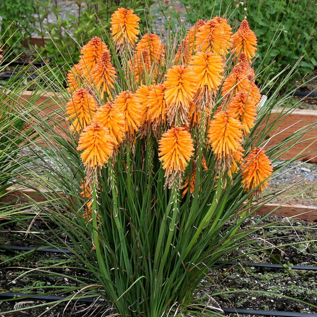 Kniphofia POCO™ ‘Orange’ | TERRA NOVA® Nurseries, Inc.