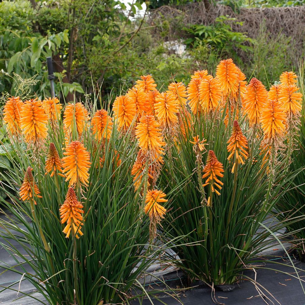 Kniphofia POCO™ ‘Orange’ | TERRA NOVA® Nurseries, Inc.