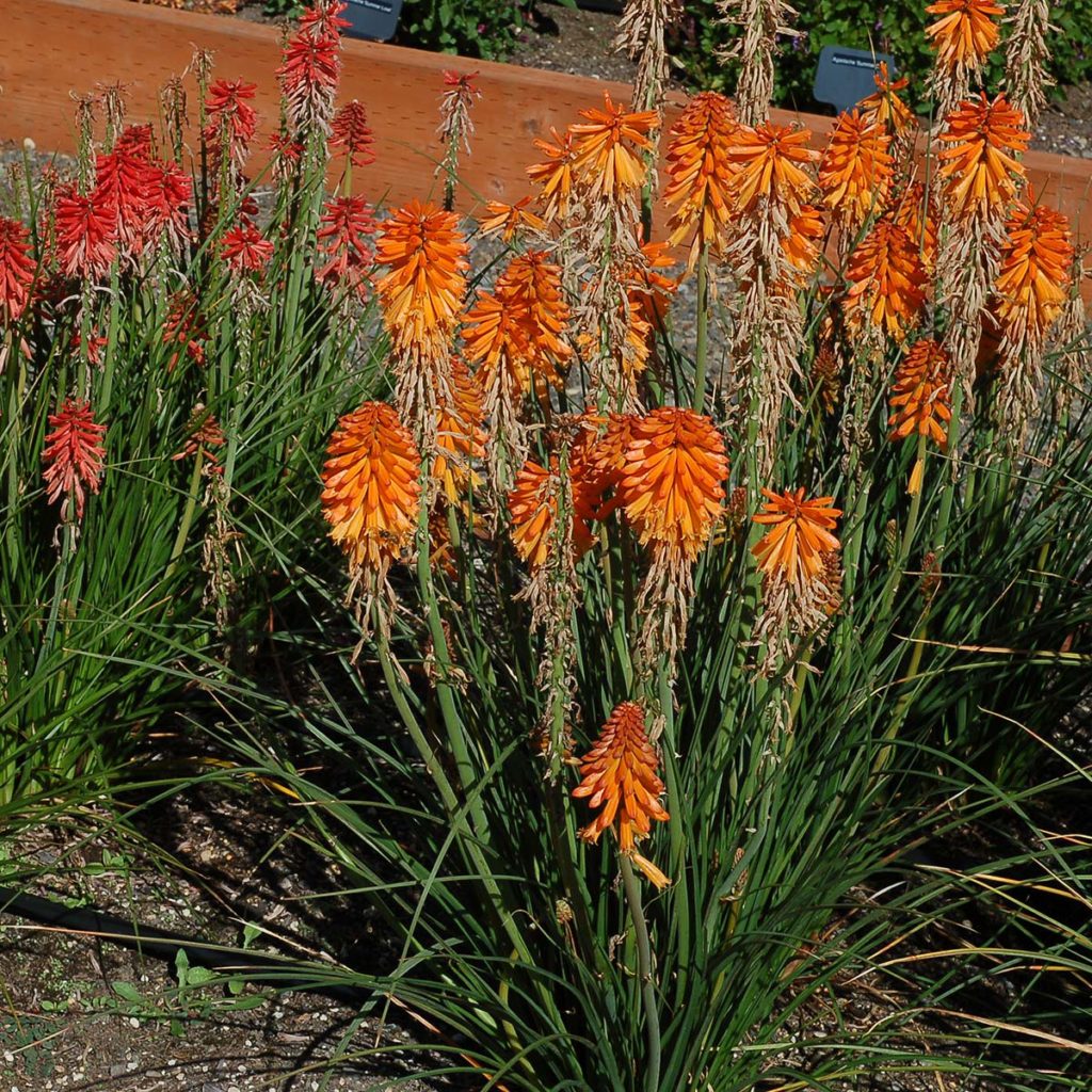 Kniphofia POCO™ ‘Orange’ | TERRA NOVA® Nurseries, Inc.