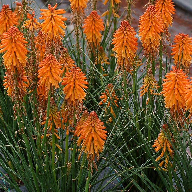 Kniphofia ‘Poco Orange’ | TERRA NOVA® Nurseries, Inc.