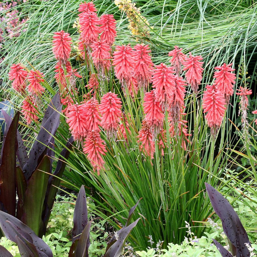 Kniphofia POCO™ ‘Red’ | TERRA NOVA® Nurseries, Inc.