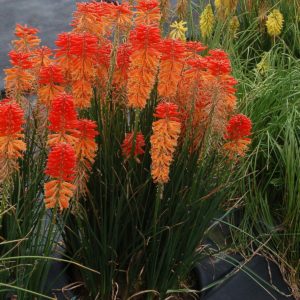 Kniphofia POCO™ 'Sunset'