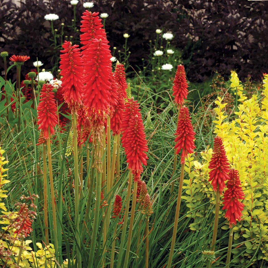 Kniphofia ‘Redhot Popsicle’ | TERRA NOVA® Nurseries, Inc.