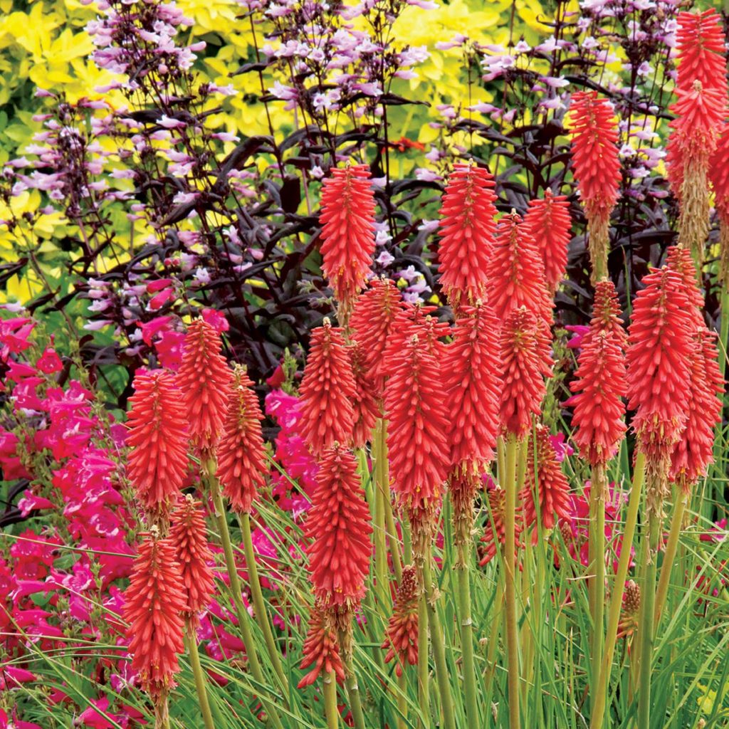 Kniphofia ‘Redhot Popsicle’ | TERRA NOVA® Nurseries, Inc.