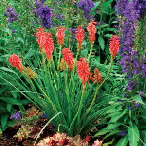 Kniphofia ‘Redhot Popsicle’ | TERRA NOVA® Nurseries, Inc.