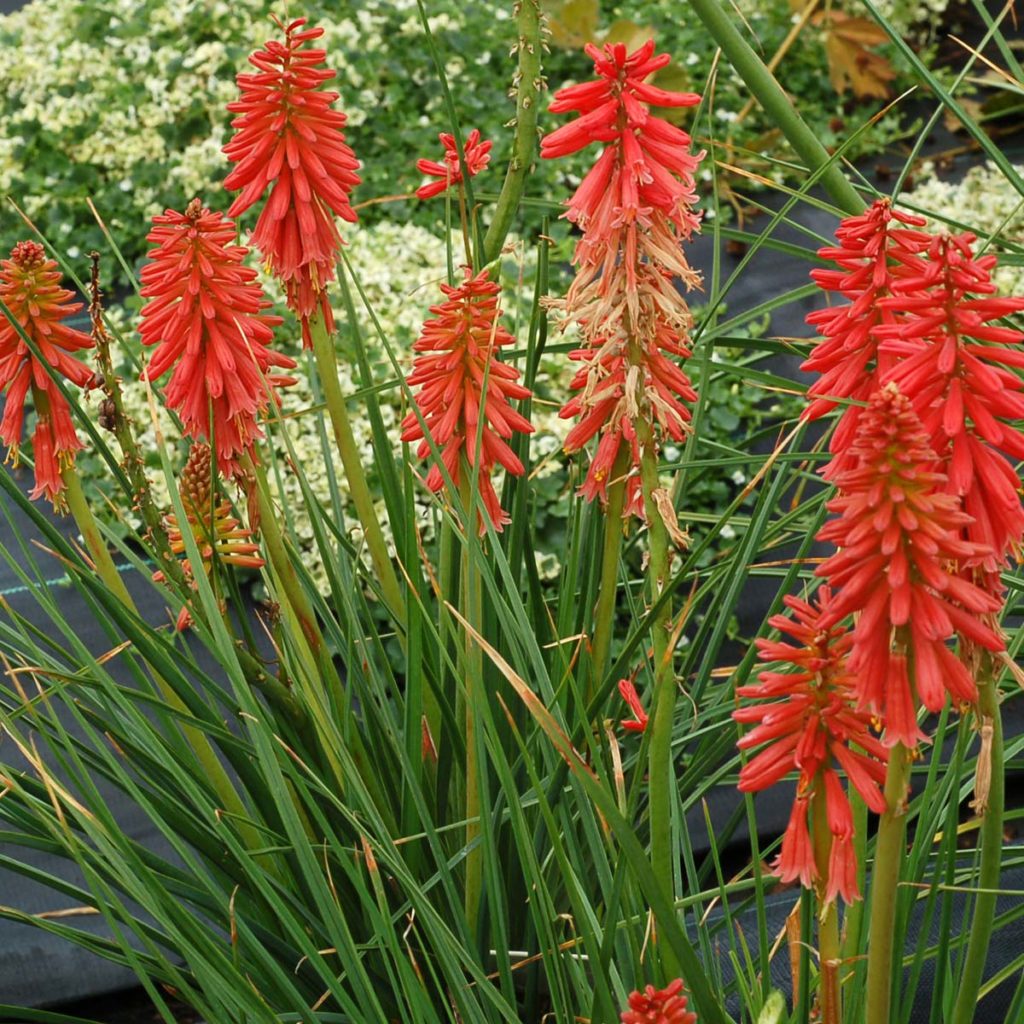 Kniphofia ‘Redhot Popsicle’ | TERRA NOVA® Nurseries, Inc.