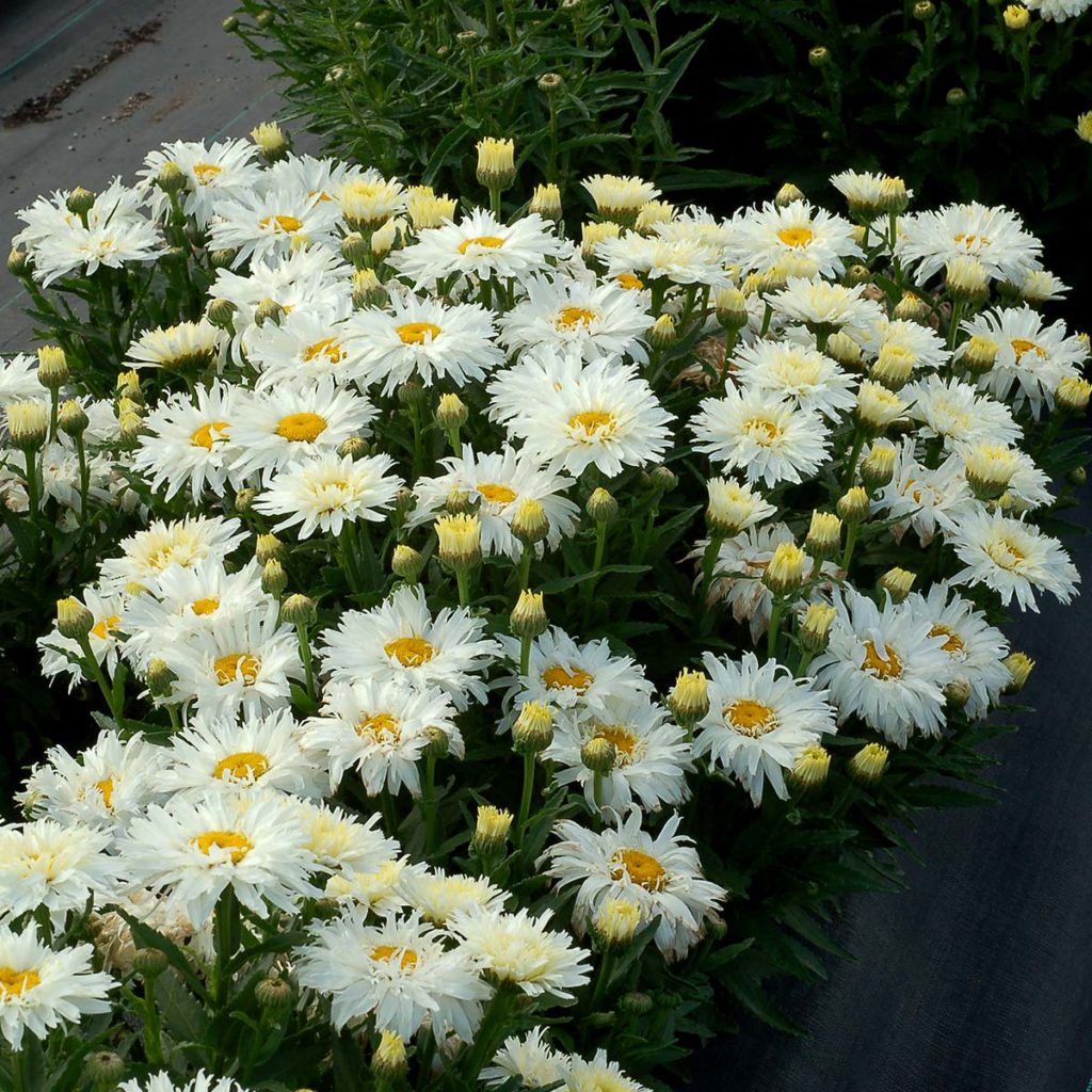 Leucanthemum ‘Belgian Lace’ | TERRA NOVA® Nurseries, Inc.