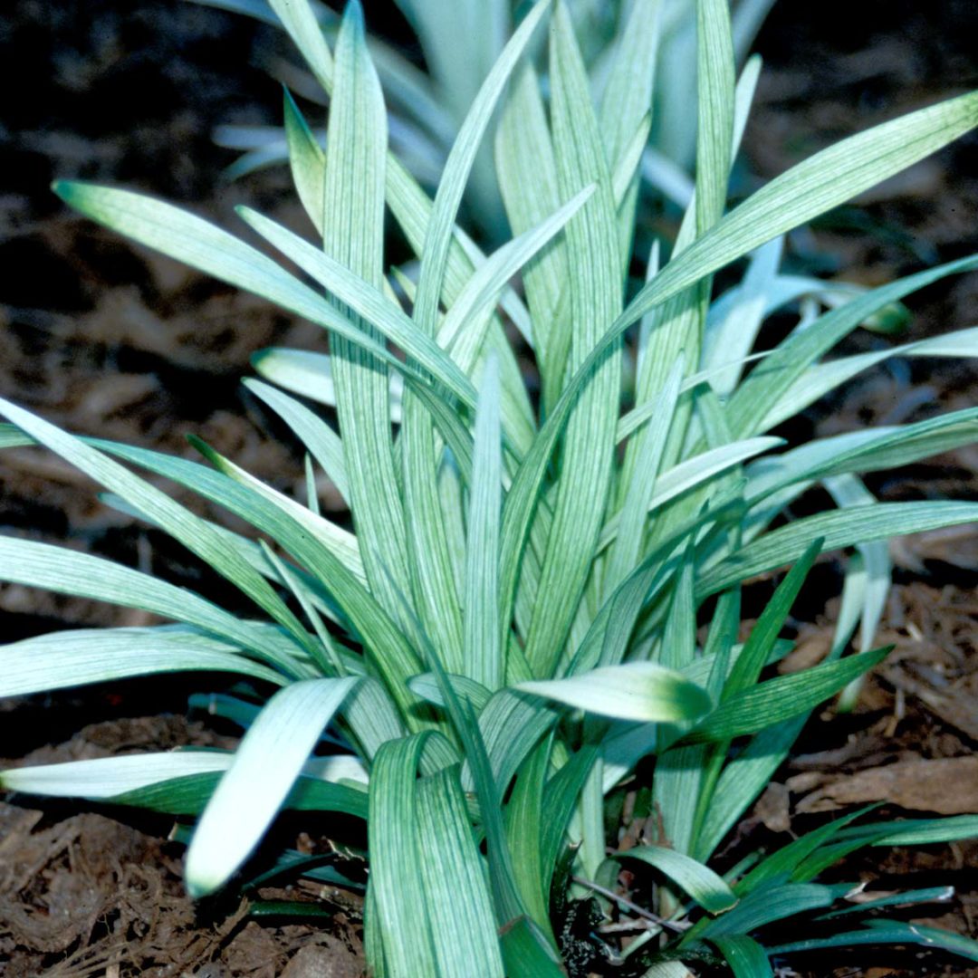 Liriope ‘Okina’ | TERRA NOVA® Nurseries, Inc.