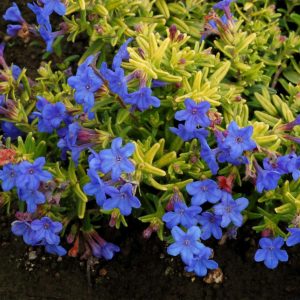 Lithodora Gold 'N Sapphires