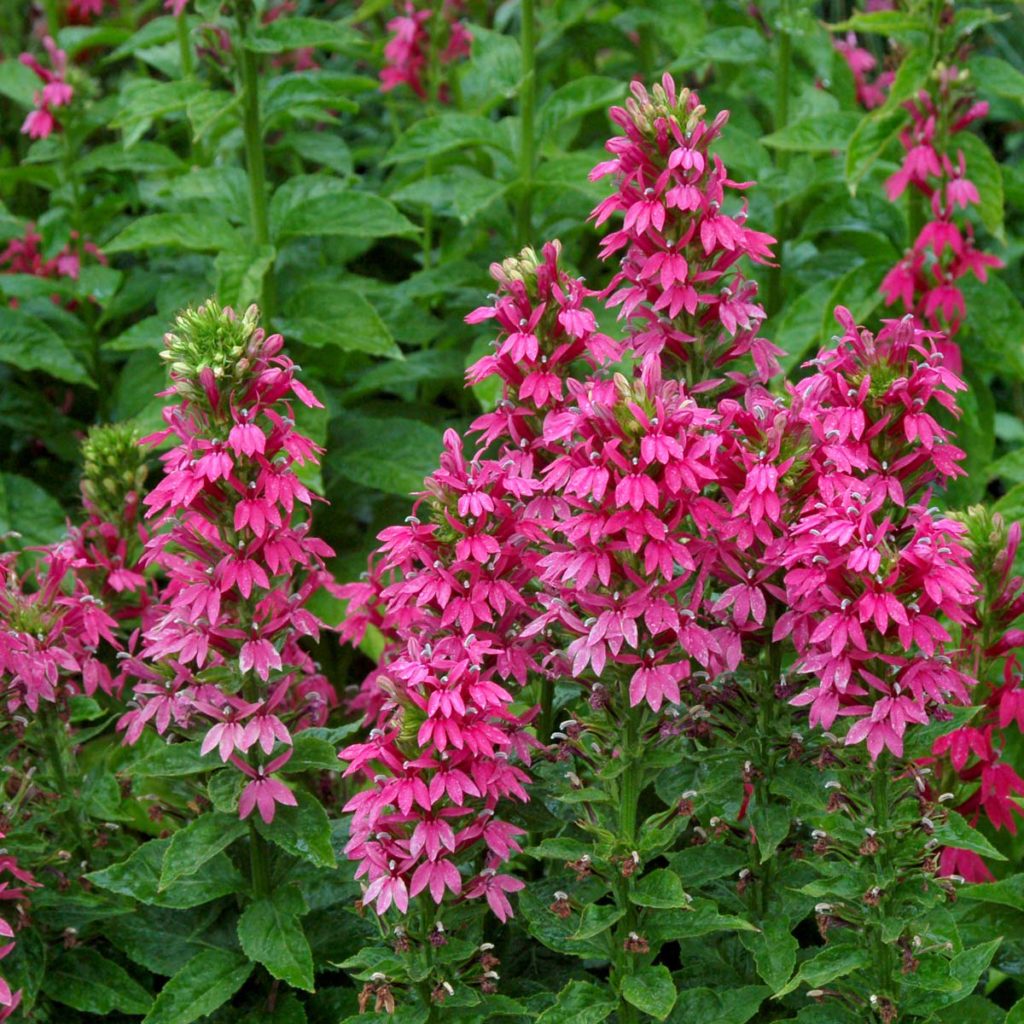 Lobelia ‘Monet Moment’ | TERRA NOVA® Nurseries, Inc.