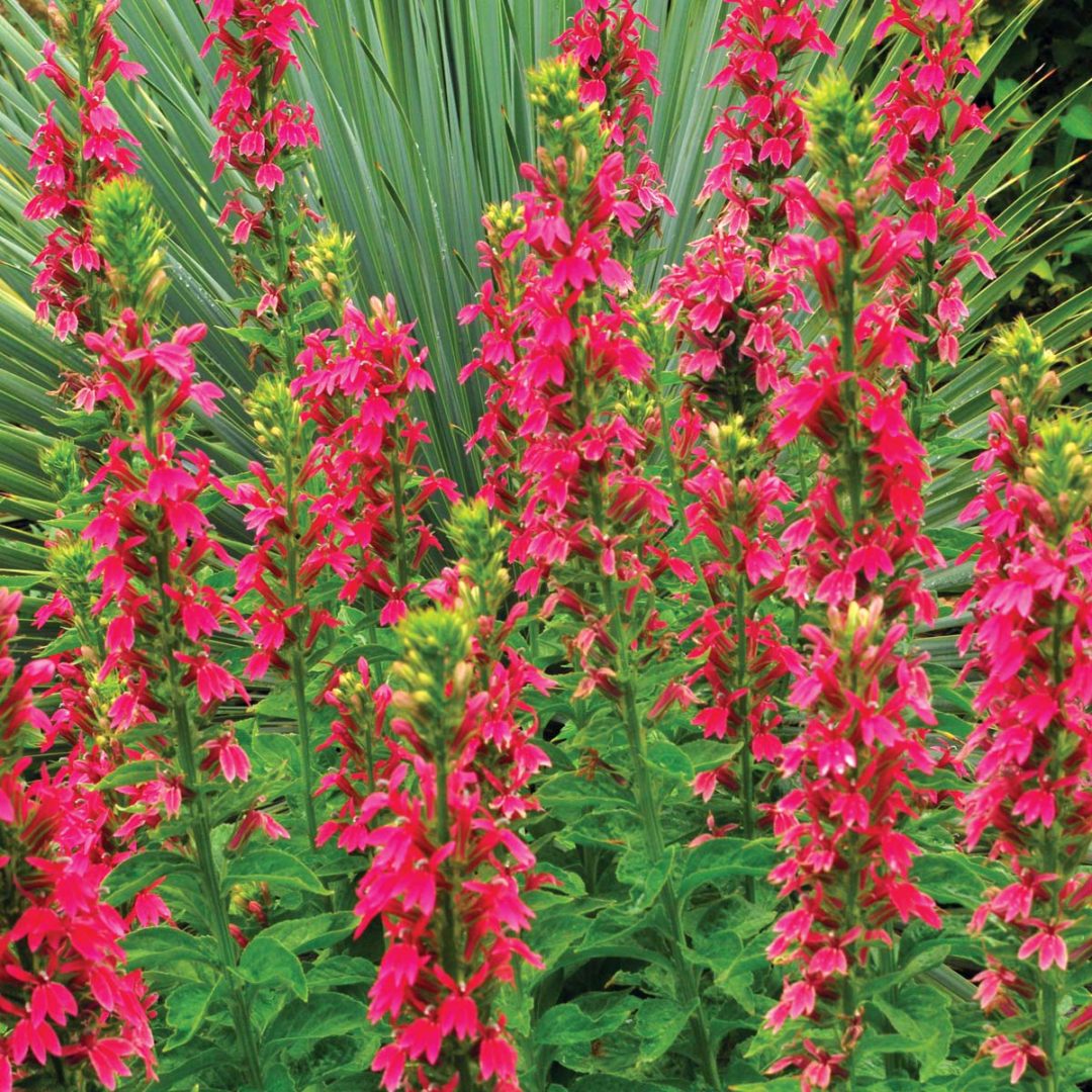 Lobelia ‘Monet Moment’ | TERRA NOVA® Nurseries, Inc.