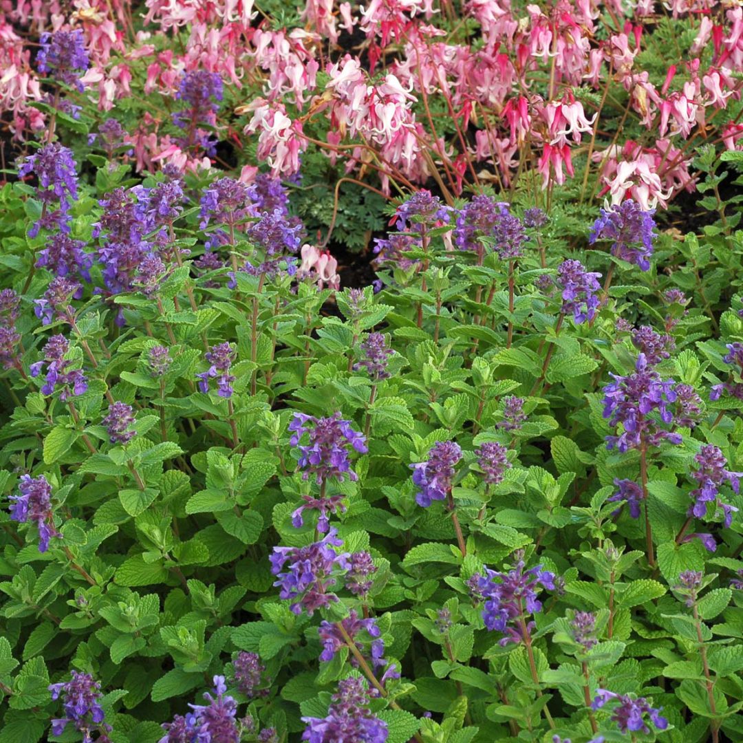 Nepeta ‘Blue Lagoon’ | TERRA NOVA® Nurseries, Inc.