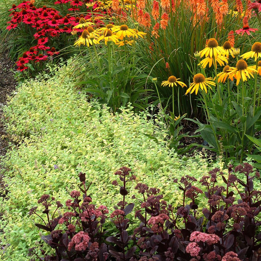 Nepeta ‘Limelight’ | TERRA NOVA® Nurseries, Inc.