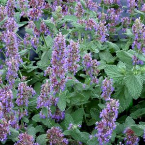 Nepeta ‘Purple Haze’ | TERRA NOVA® Nurseries, Inc.