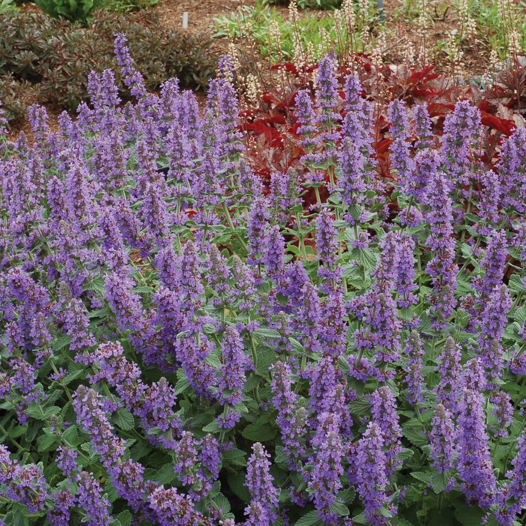 Nepeta ‘Purple Haze’ | TERRA NOVA® Nurseries, Inc.