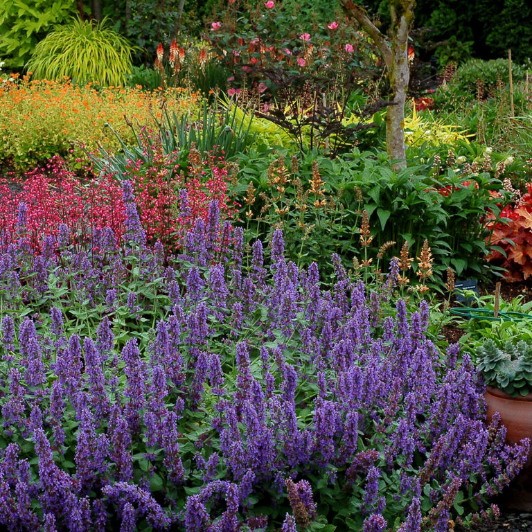 Nepeta ‘Purple Haze’ | TERRA NOVA® Nurseries, Inc.