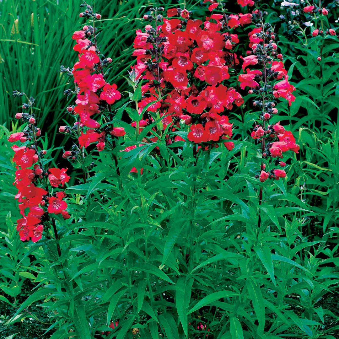 Penstemon CHA CHA Cherry TERRA NOVA Nurseries Inc