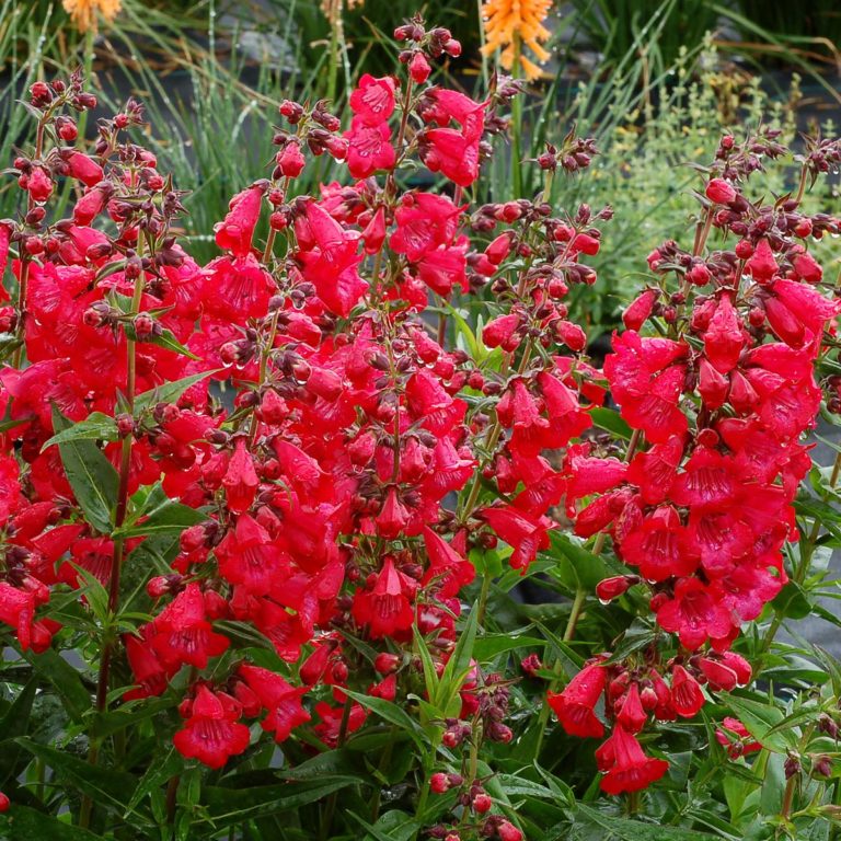 Penstemon CHA CHA™ ‘Cherry’ | TERRA NOVA® Nurseries, Inc.