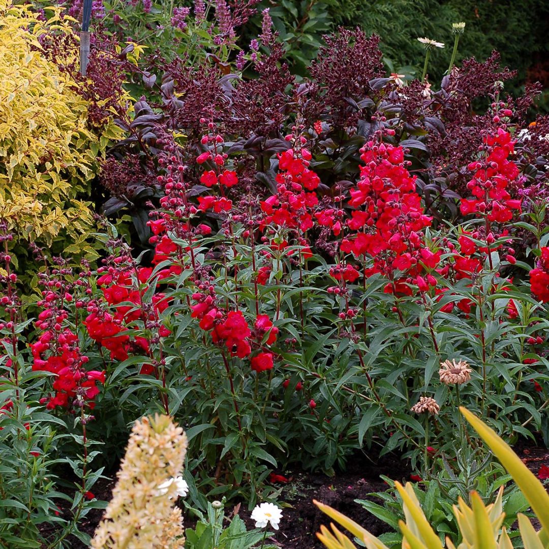 Penstemon CHA CHA™ ‘Cherry’ | TERRA NOVA® Nurseries, Inc.