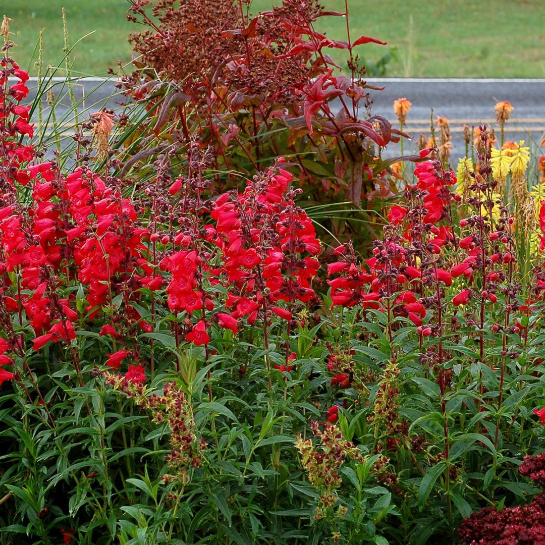 Penstemon CHA CHA™ ‘Cherry’ | TERRA NOVA® Nurseries, Inc.