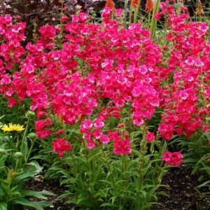 Penstemon CHA CHA™ ‘Hot Pink’ | TERRA NOVA® Nurseries, Inc.