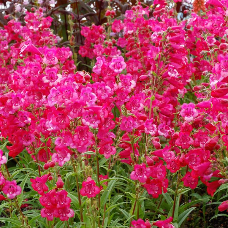 Penstemon CHA CHA™ ‘Hot Pink’ | TERRA NOVA® Nurseries, Inc.