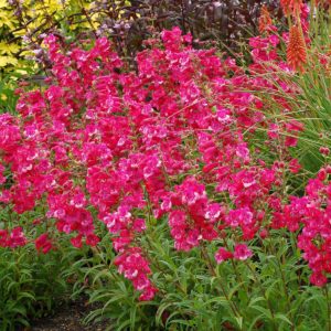 Penstemon Cha Cha™ ‘hot Pink’ 